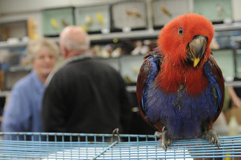 Gunnedah Bird Sale and Expo