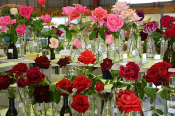 Spring Rose Show